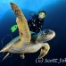 turtle_green_manout_ci_h_0084_cos1283.jpg